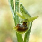 Kleine Spinnen-Ragwurz (Ophrys sphegodes subsp. litigiosa)