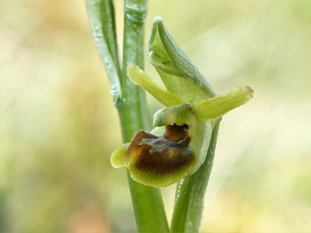 Kleine Spinnen-Ragwurz (Ophrys sphegodes subsp. litigiosa)