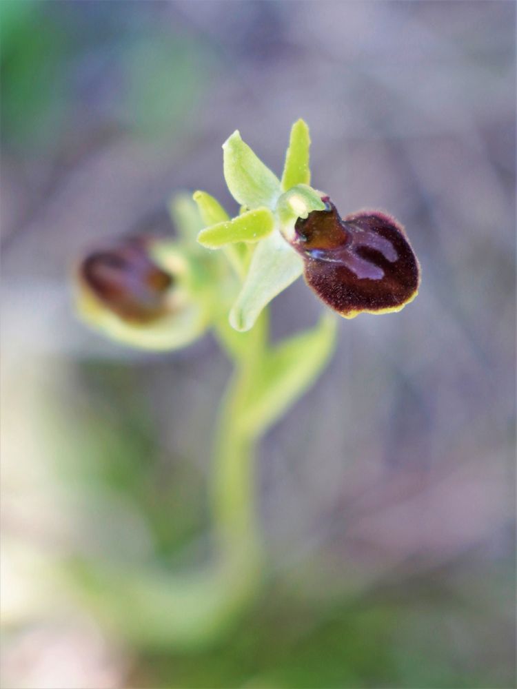 Kleine Spinnen-Ragwurz (Ophrys sphegodes subsp. litigiosa)