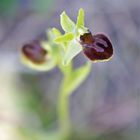 Kleine Spinnen-Ragwurz (Ophrys sphegodes subsp. litigiosa)