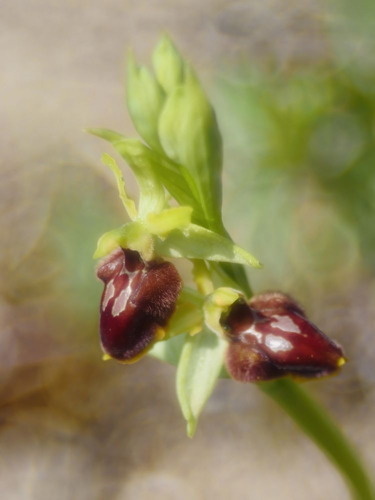 Kleine Spinnen-Ragwurz (Ophrys sphegodes subsp. litigiosa)