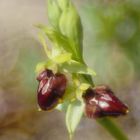 Kleine Spinnen-Ragwurz (Ophrys sphegodes subsp. litigiosa)