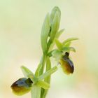 Kleine Spinnen-Ragwurz (Ophrys sphegodes subsp. litigiosa)