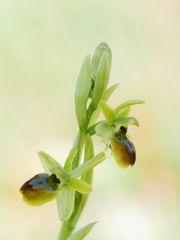 Kleine Spinnen-Ragwurz (Ophrys sphegodes subsp. litigiosa)