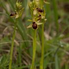 Kleine Spinnenragwurz (O.araneola) - Creuzburg/Thüringen - 25.4.15