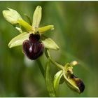 Kleine Spinnenragwurz (Ophrys araneola)