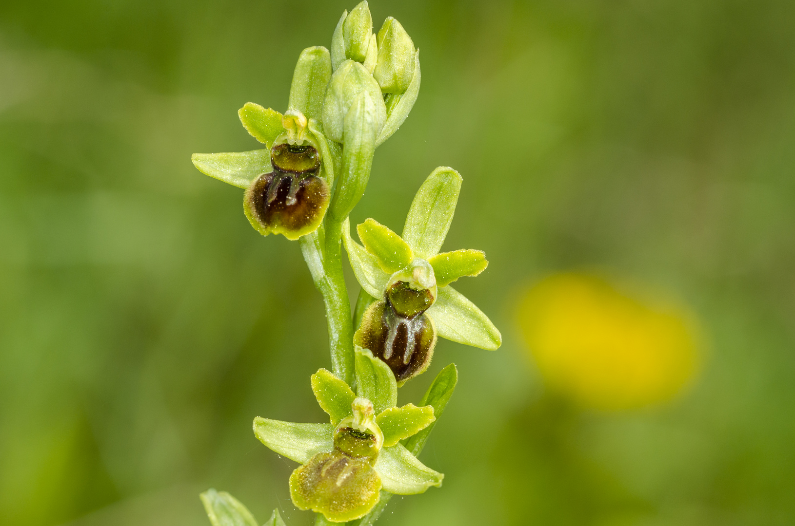 Kleine Spinnenragwurz (Ophrys araneola)