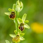 Kleine Spinnenragwurz (Ophrys araneola)