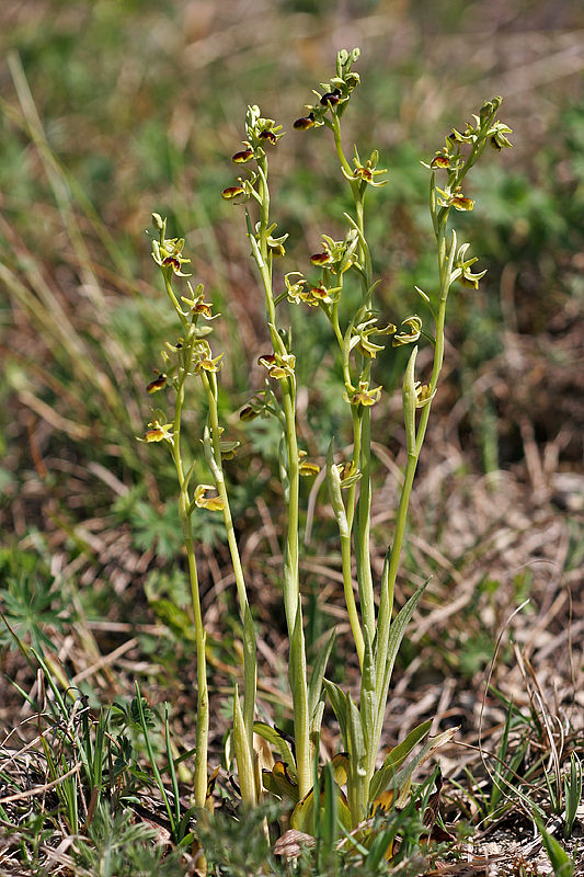 Kleine Spinnenragwurz (Ophrys araneola) 2