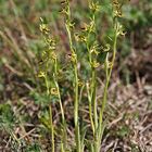 Kleine Spinnenragwurz (Ophrys araneola) 2