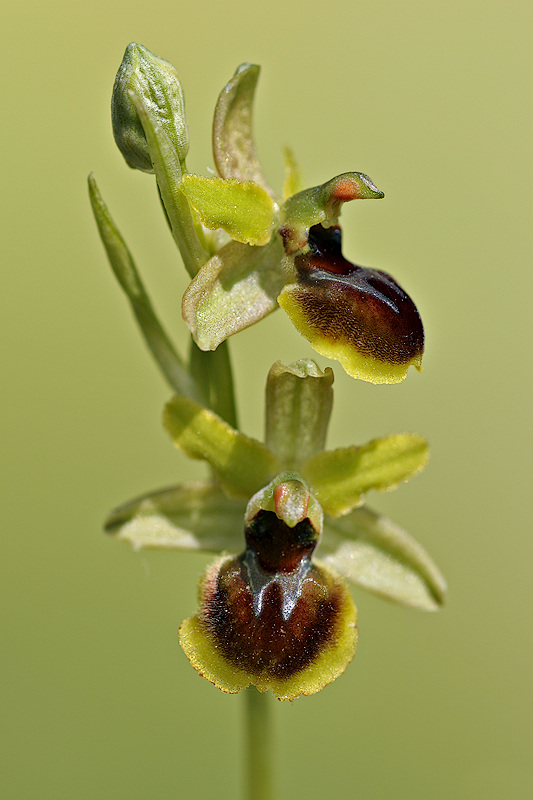 Kleine Spinnenragwurz (Ophrys araneola)