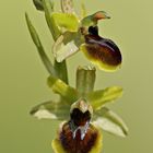 Kleine Spinnenragwurz (Ophrys araneola)