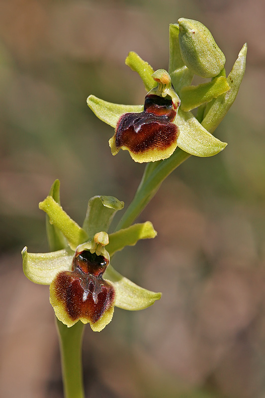 Kleine Spinnenragwurz (Ophrys araneola)