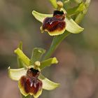 Kleine Spinnenragwurz (Ophrys araneola)