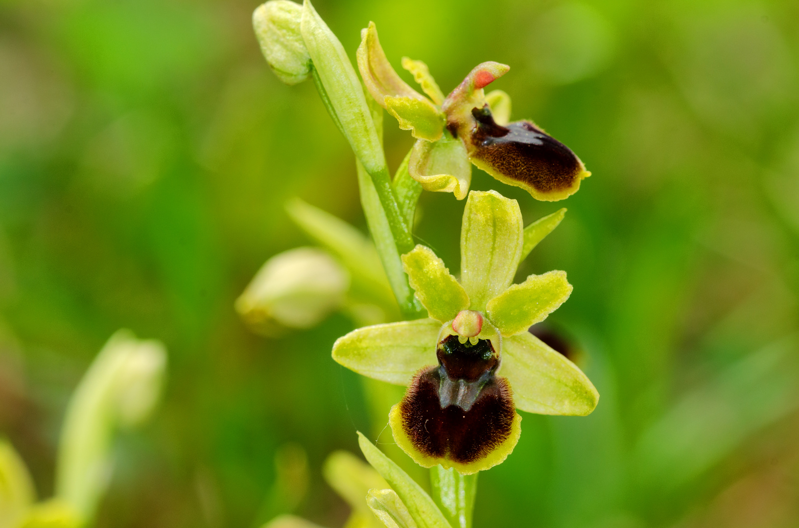 Kleine Spinnenragwurz (Ophrys araneola)