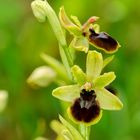 Kleine Spinnenragwurz (Ophrys araneola)