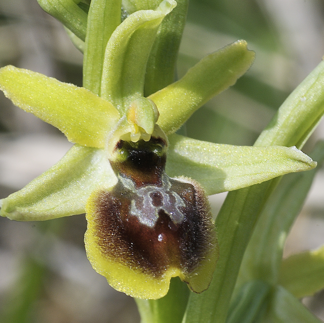 Kleine Spinnenragwurz - Ophrys araneola