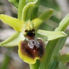 Kleine Spinnenragwurz - Ophrys araneola