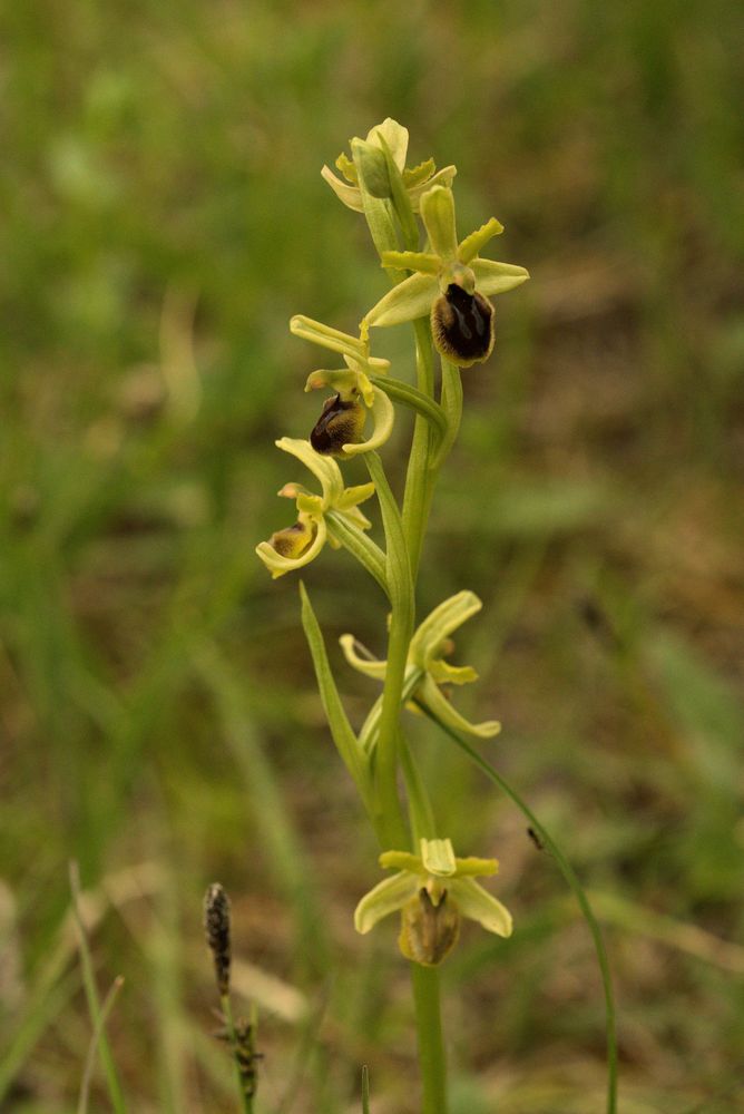 KLEINE SPINNENRAGWURZ  (Ophrys araneola, einheimische Orchidee)