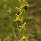 KLEINE SPINNENRAGWURZ  (Ophrys araneola, einheimische Orchidee)