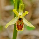 Kleine Spinnenragwurz (Ophrys araneola)