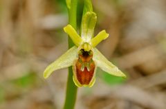 Kleine Spinnenragwurz (Ophrys araneola)