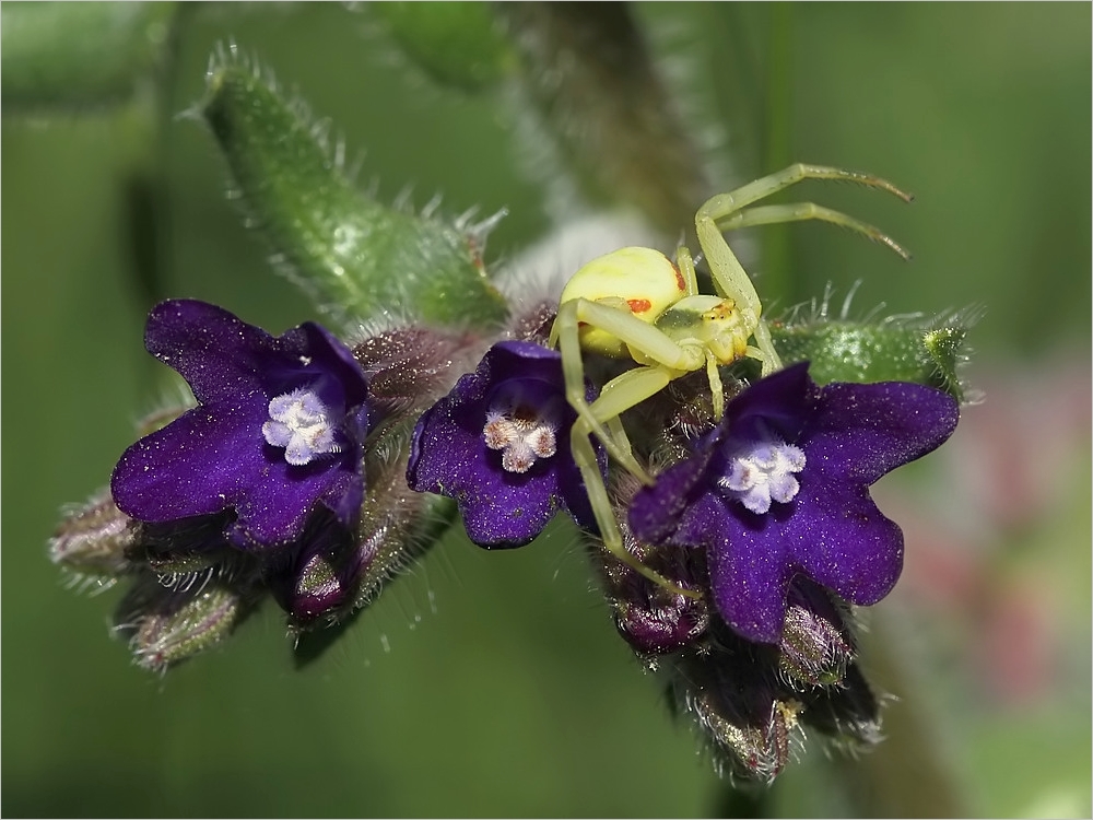 kleine Spinnenwelt