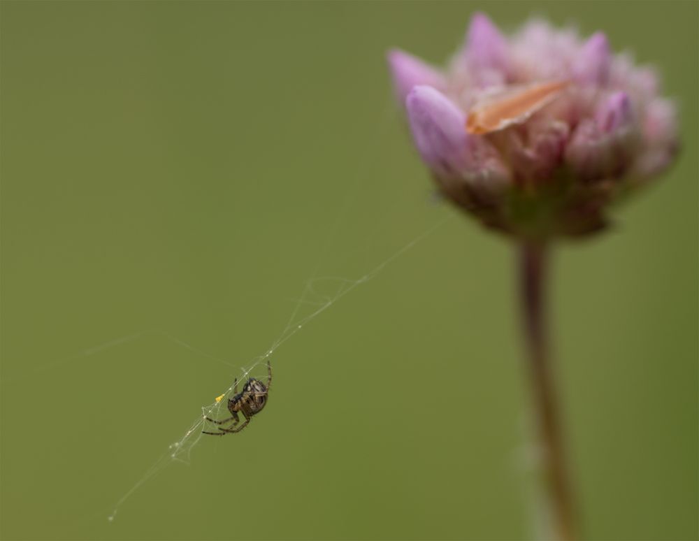 kleine Spinnerei