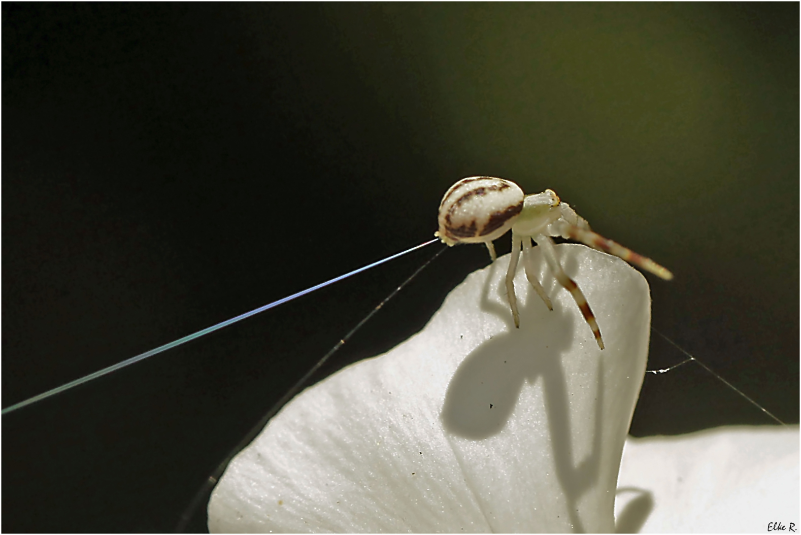 Kleine Spinnerin