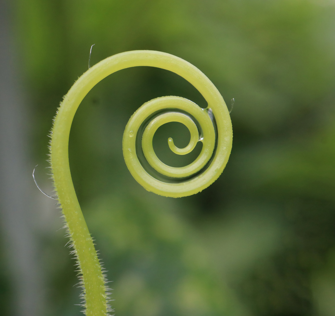 kleine Spirale