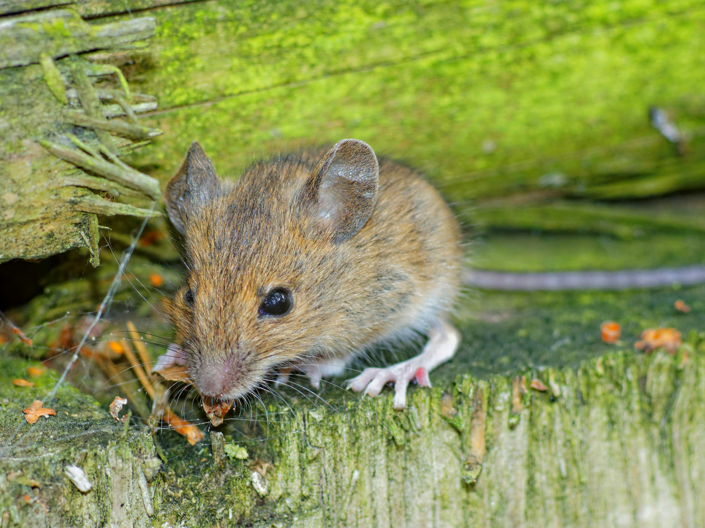 kleine Springmaus