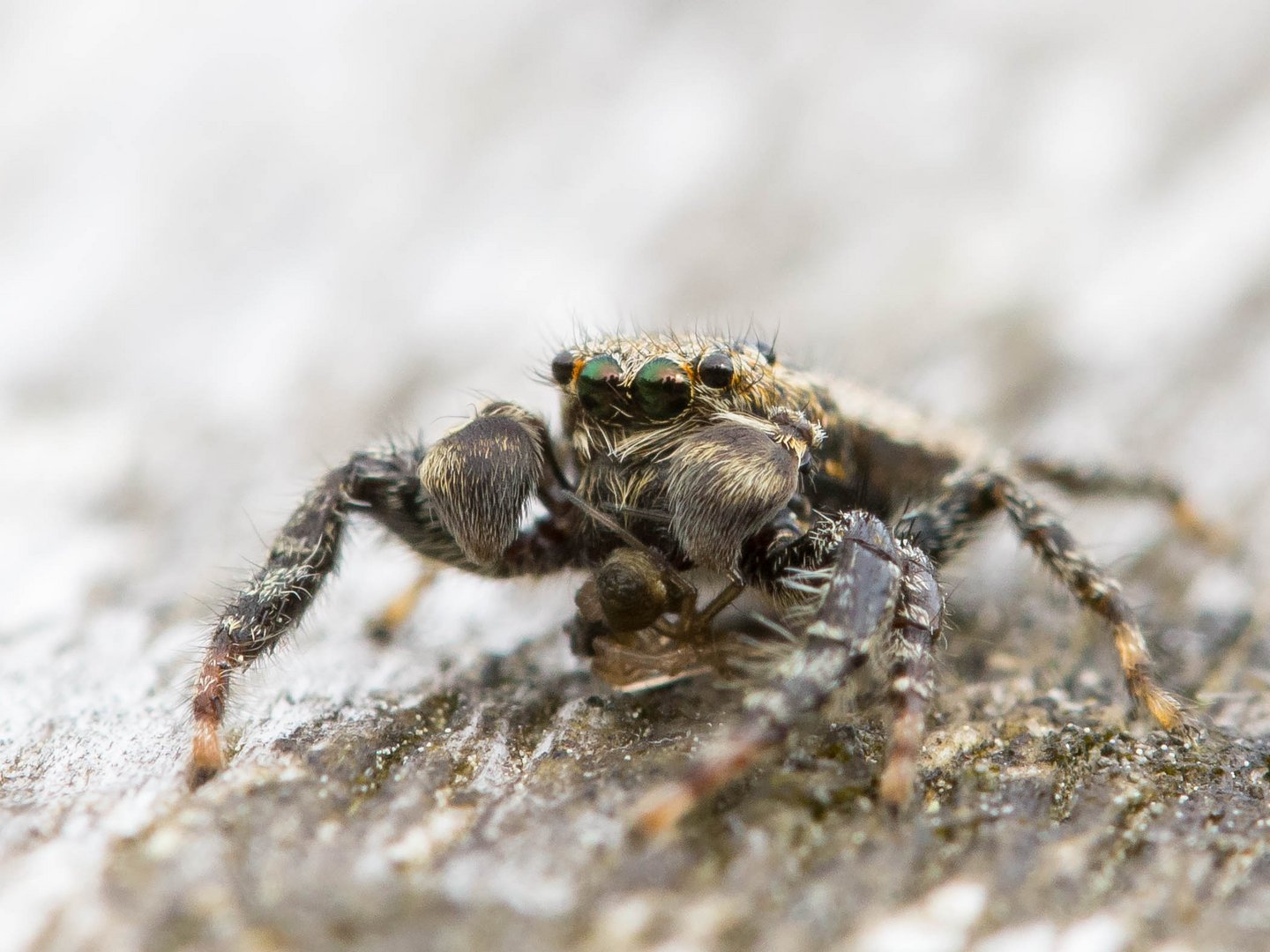 kleine Springspinne Foto & Bild tiere, wildlife, spinnen Bilder auf