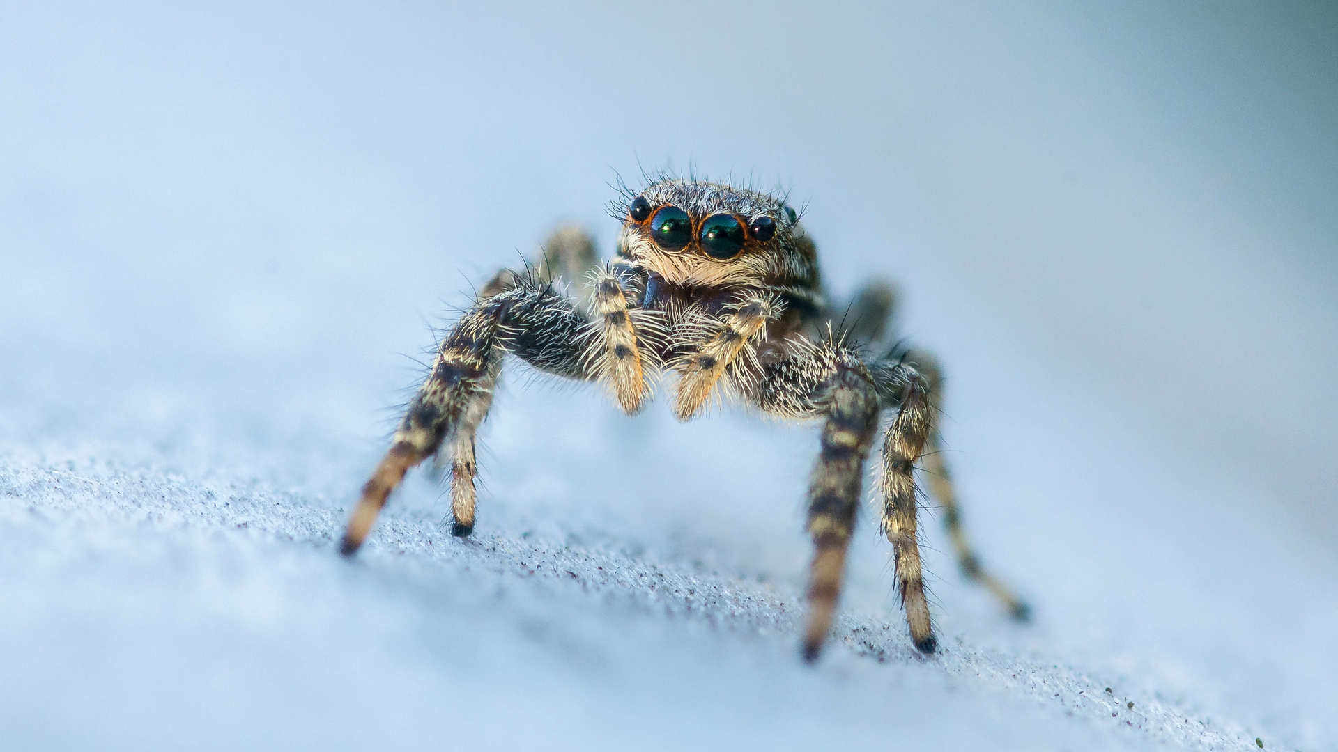 kleine Springspinne 