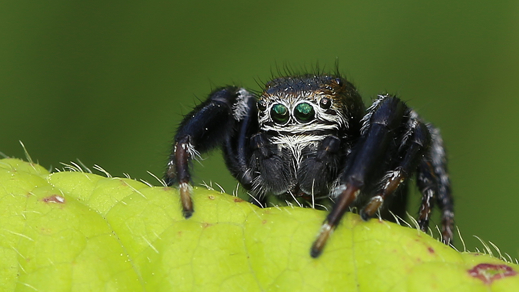 Kleine Springspinne