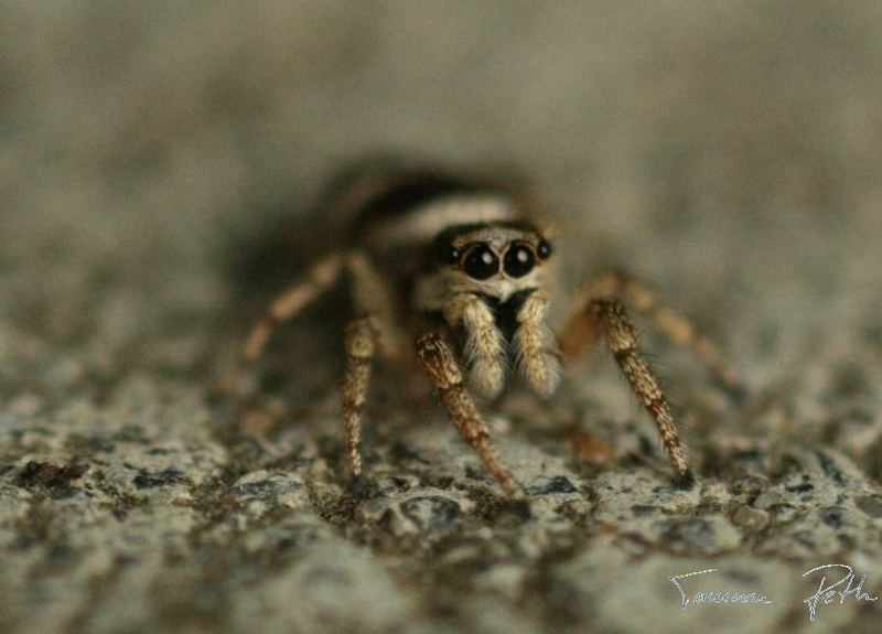 kleine springspinne