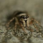 kleine springspinne