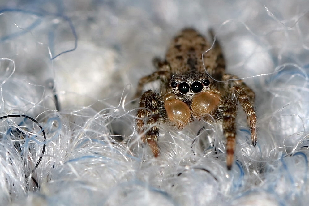 kleine Springspinne 6mm