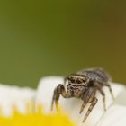 Kleine Springspinne