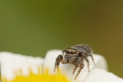 Kleine Springspinne