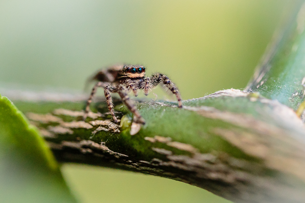 Kleine Springspinne