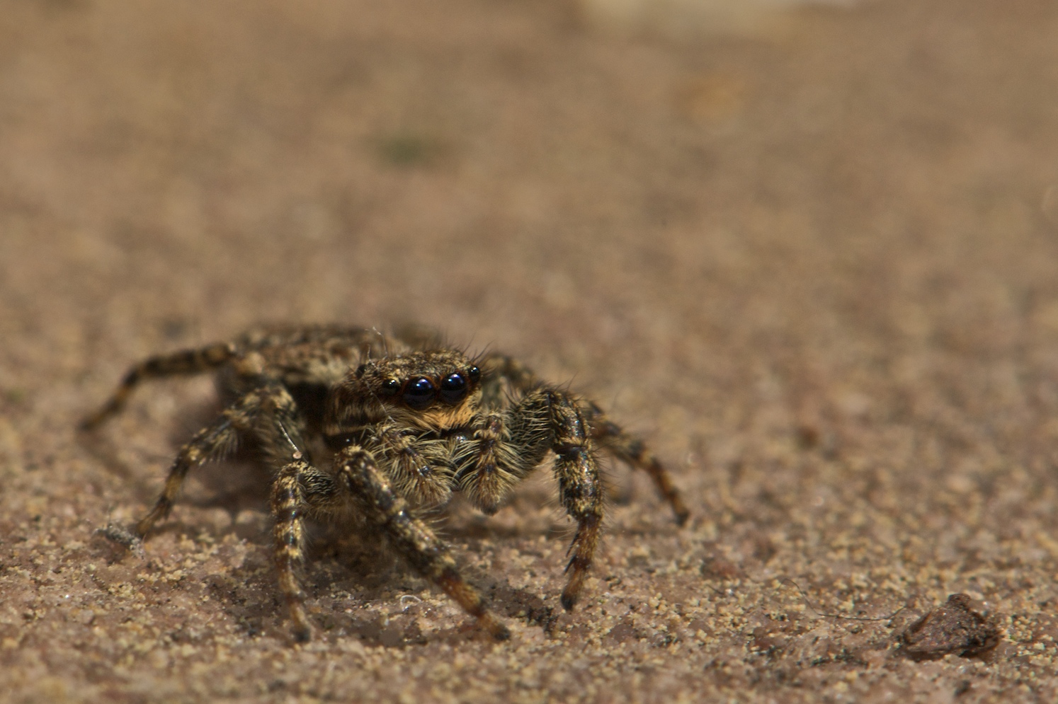 kleine Springspinne