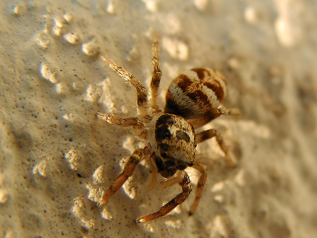 kleine Springspinne an der Wand (Salticus scenicus)