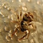 kleine Springspinne an der Wand (Salticus scenicus)