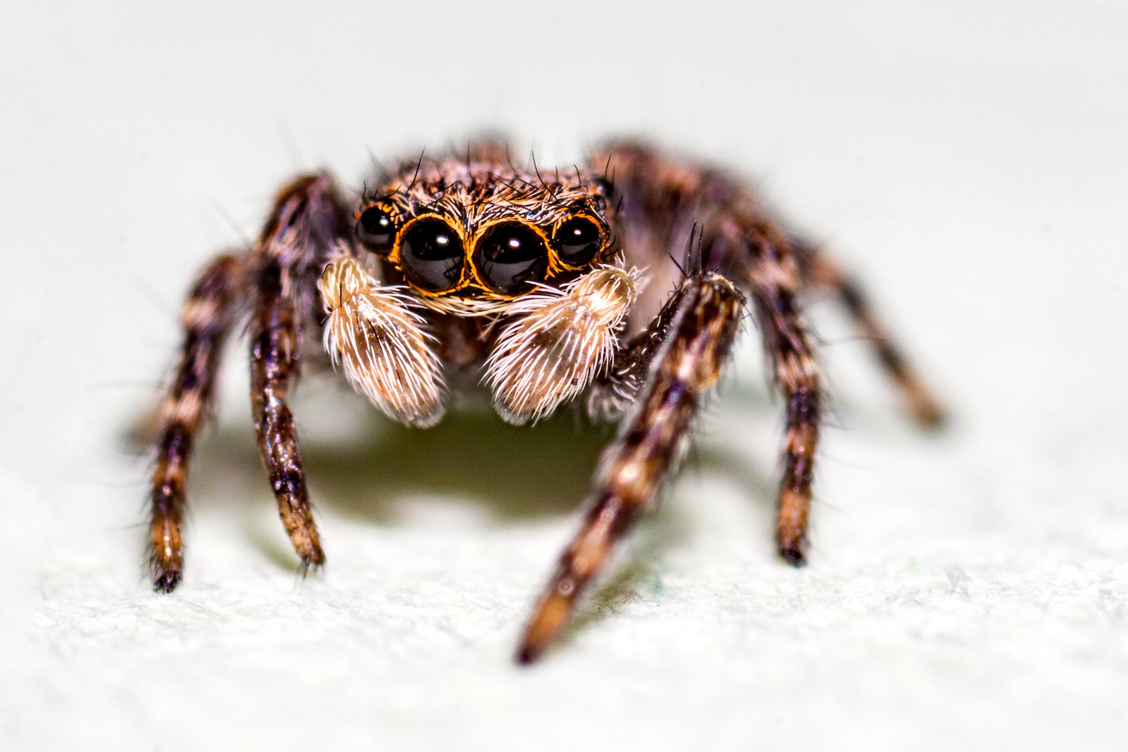 Kleine Springspinne Foto & Bild tiere, wildlife, spinnen Bilder auf