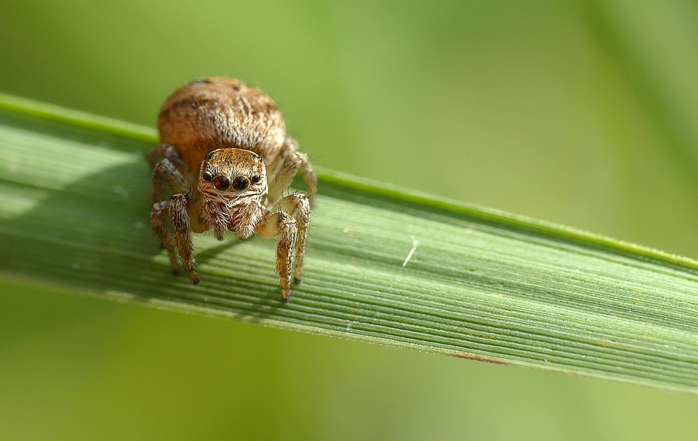 kleine Springspinne