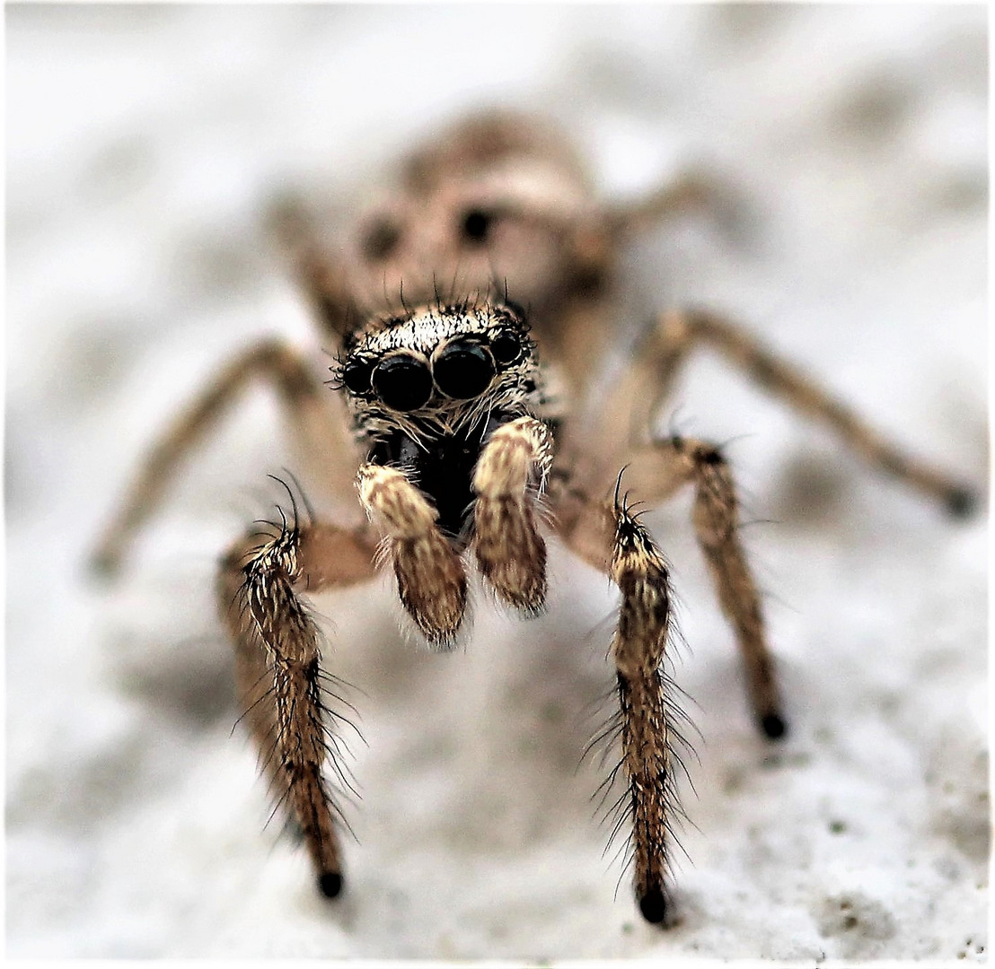 Kleine Springspinne