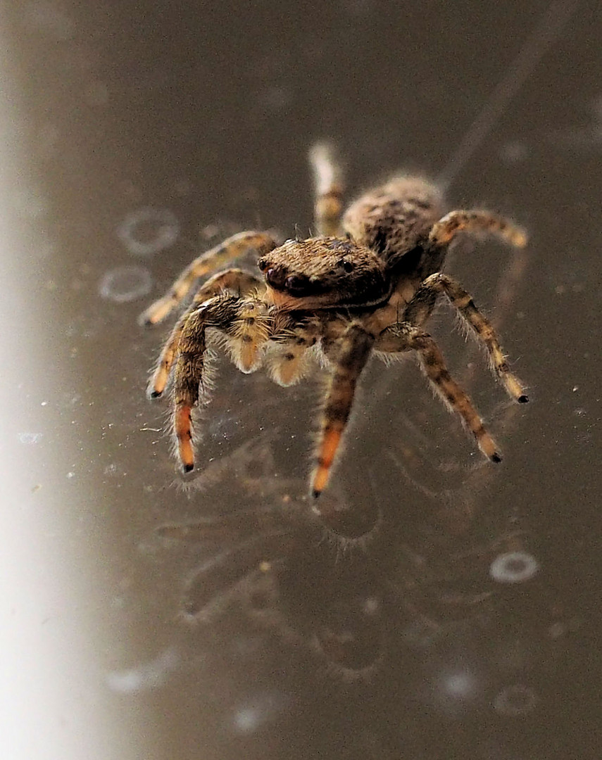 Kleine Springspinne …