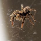 Kleine Springspinne …