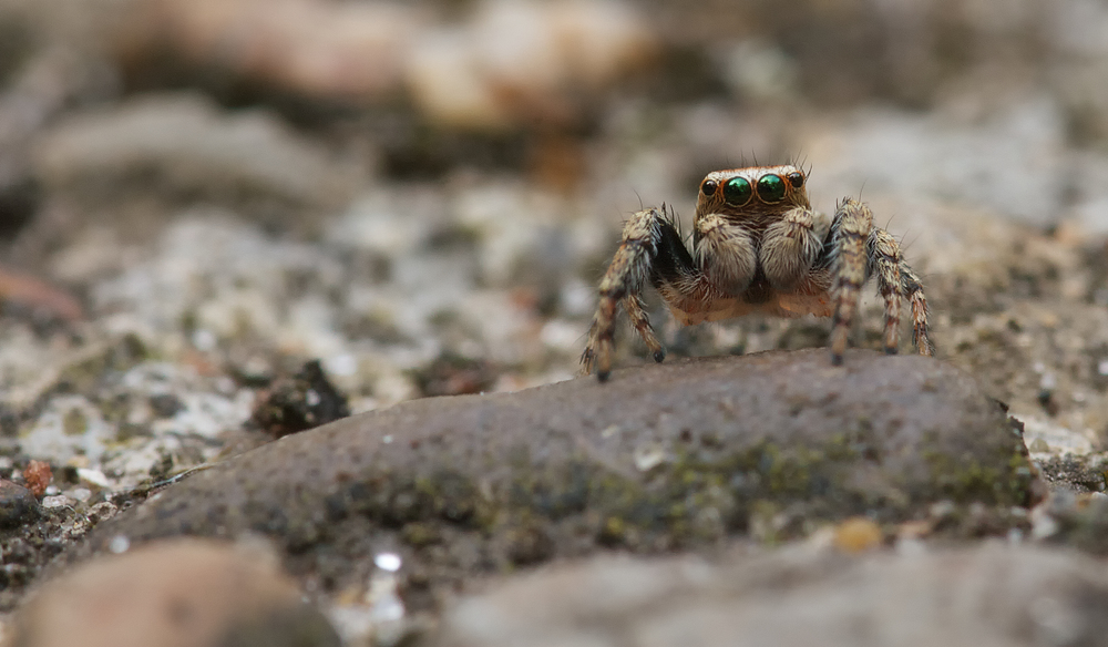 Kleine Springspinne frontale