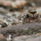 Kleine Springspinne frontale